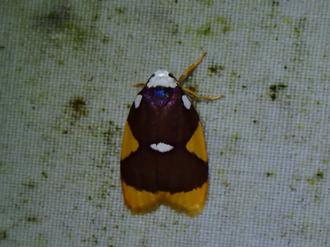 Lichen Moth - Lobobasis niveimaculata  Lichen Moth,Lobobasis,Lobobasis niveimaculata,Malaysia,Moth,Sabah