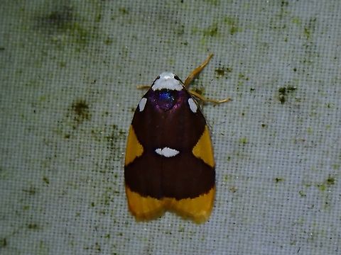 Lichen Moth - Lobobasis niveimaculata  Lichen Moth,Lobobasis,Lobobasis niveimaculata,Malaysia,Moth,Sabah