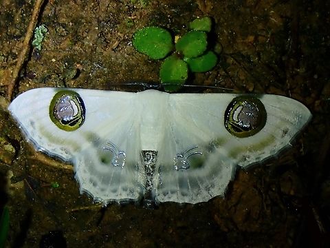 Moth - Problepsis plenorbis  Malaysia,Moth,Problepsis plenorbis,Sabah