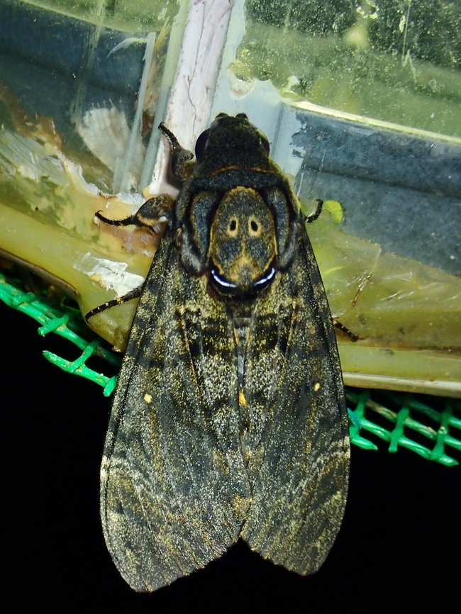 Not Greater but Eastern Had originally thought this was just the more commonly seen Acherontia lachesis (Greater) in this locality as this species (Eastern) is rarer to be found here. Acherontia styx,Death's Head Hawkmoth,Eastern Death's Head Hawkmoth,Hawkmoth,Malaysia,Moth,Sabah