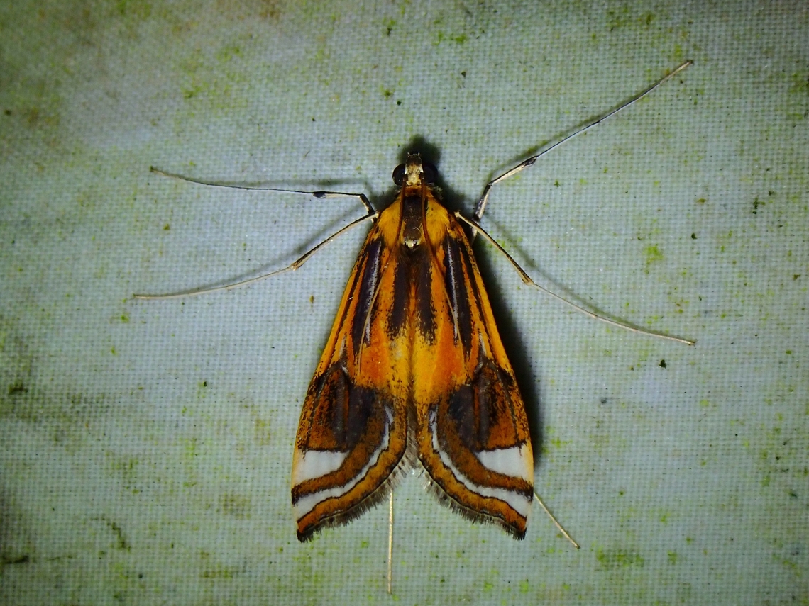 China-Mark Moth - Eoophyla dendrophila  China-Mark Moth,Eoophyla dendrophila,Malaysia,Moth,Sabah