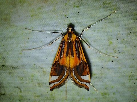 China-Mark Moth - Eoophyla dendrophila  China-Mark Moth,Eoophyla dendrophila,Malaysia,Moth,Sabah