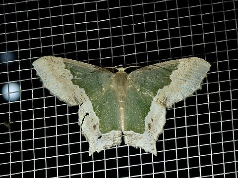Emerald Moth - Maxates dysides Maxates dysides is a species of Moth from Family Geometridae. Malaysia,Maxates dysides,Moth,Sabah