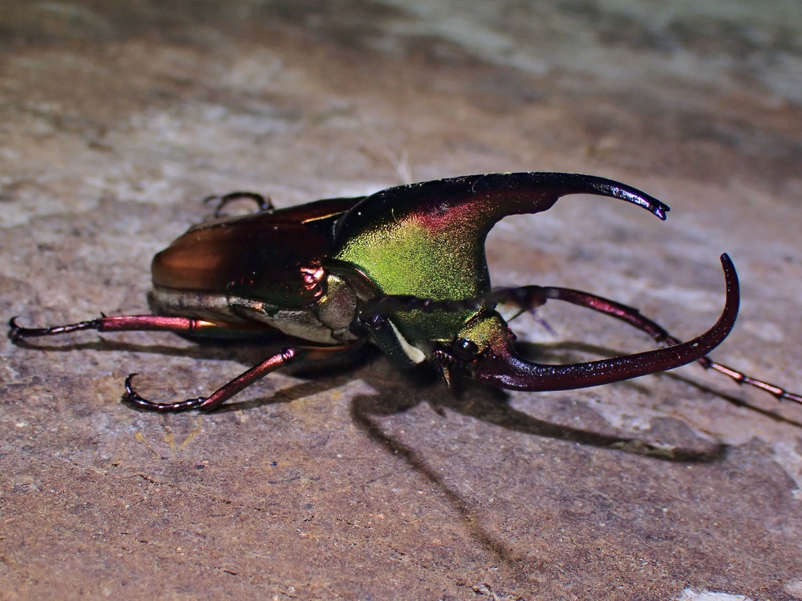 Beetle - Theodosia viridiaurata x2 Beetle,Malaysia,Sabah,Theodosia viridiaurata