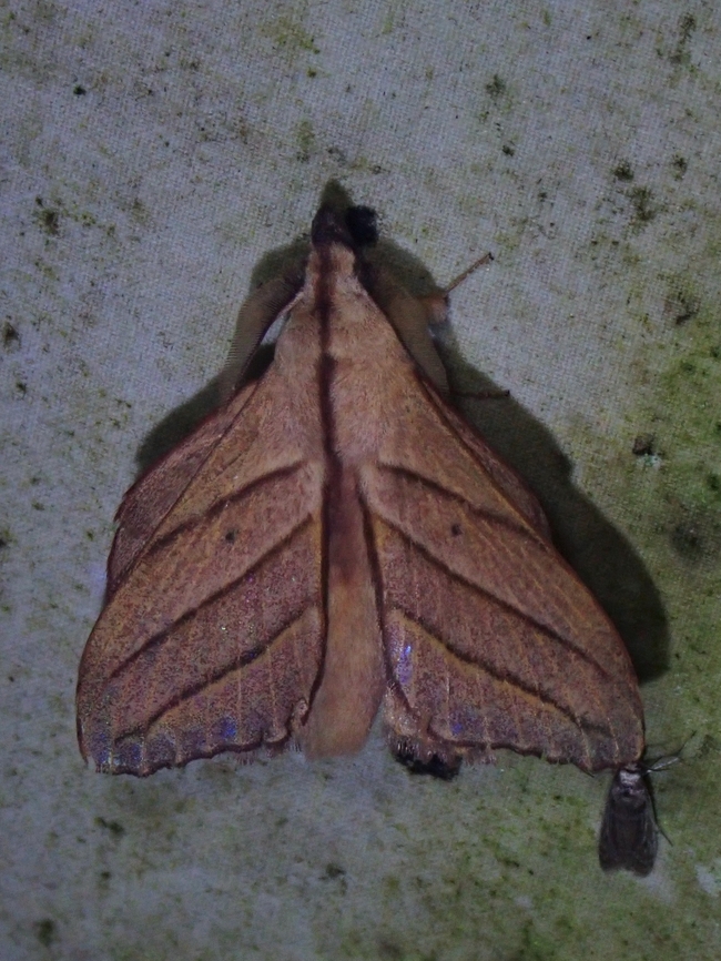 Lappet Moth - Arguda insulindiana Arguda insulindiana is a species of Lappet Moth from Family  Lasiocampidae. Arguda insulindiana,Lappet Moth,Malaysia,Moth,Sabah