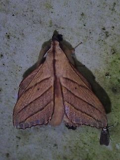 Lappet Moth - Arguda insulindiana Arguda insulindiana is a species of Lappet Moth from Family  Lasiocampidae. Arguda insulindiana,Lappet Moth,Malaysia,Moth,Sabah