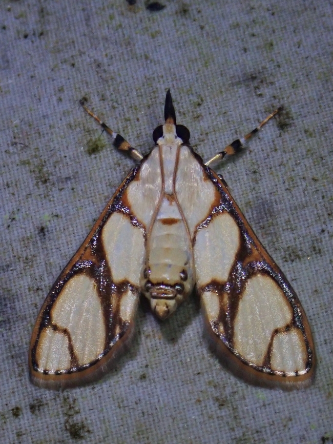 Pearl Moth - Cirrhochrista kosemponialis Cirrhochrista kosemponialis is a species of Pearl Moth from Family Crambidae. Cirrhochrista kosemponialis,Malaysia,Moth,Pearl Moth,Sabah