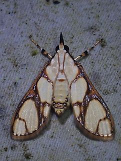 Pearl Moth - Cirrhochrista kosemponialis Cirrhochrista kosemponialis is a species of Pearl Moth from Family Crambidae. Cirrhochrista kosemponialis,Malaysia,Moth,Pearl Moth,Sabah