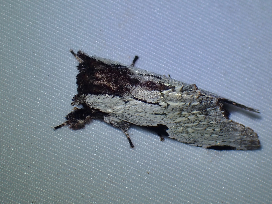 Prominent Moth - Harpyia koeppeli Harpyia koeppeli is a species of Prominent Moth from Family Notodontidae. Harpyia koeppeli,Malaysia,Moth,Prominent Moth,Sabah