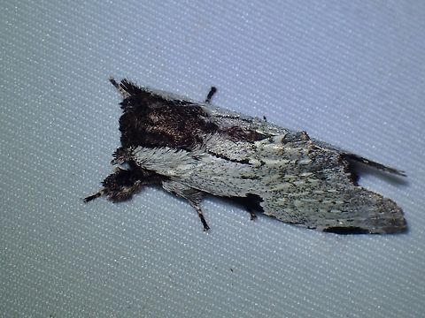 Prominent Moth - Harpyia koeppeli Harpyia koeppeli is a species of Prominent Moth from Family Notodontidae. Harpyia koeppeli,Malaysia,Moth,Prominent Moth,Sabah