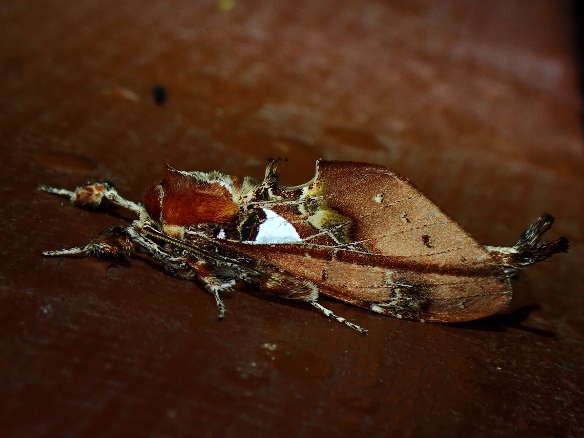 Prominent Moth - Ginshachia bronacha x2 Ginshachia bronacha,Malaysia,Moth,Prominent Moth,Sabah