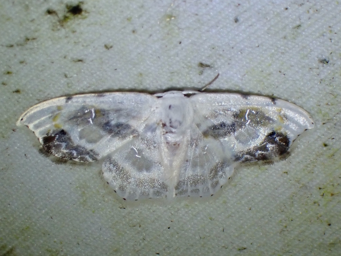 Hooktip Moth - Leucoblepsis renifera  Hooktip Moth,Leucoblepsis renifera,Malaysia,Moth,Sabah