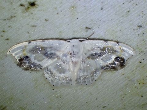 Hooktip Moth - Leucoblepsis renifera Hooktip Moth,Leucoblepsis renifera,Malaysia,Moth,Sabah