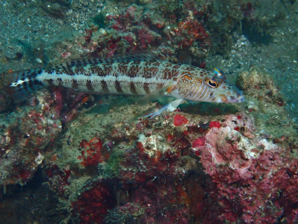 Whitestripe Sandperch - Parapercis xanthozona  Anilao,Batangas,Fish,Parapercis xanthozona,Philippines,Sandperch,Whitestripe Sandperch