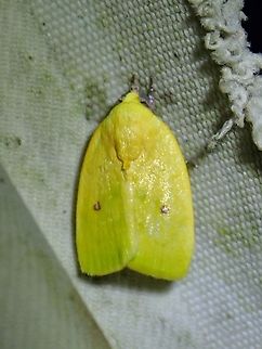 Tufted Moth - Earias flavida Earias flavida,Malaysia,Moth,Sabah,Tufted Moth