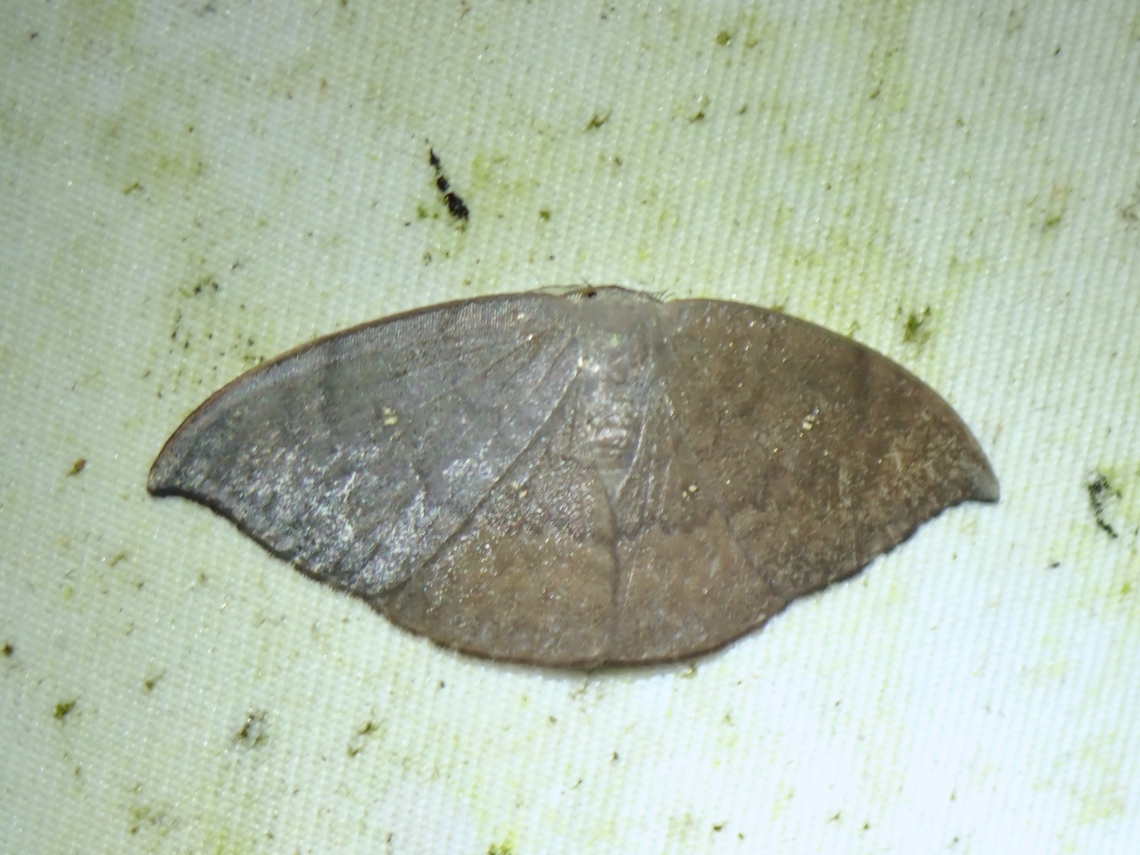 Hooktip Moth - Paralbara perhamata  Hooktip Moth,Malaysia,Moth,Paralbara perhamata,Sabah