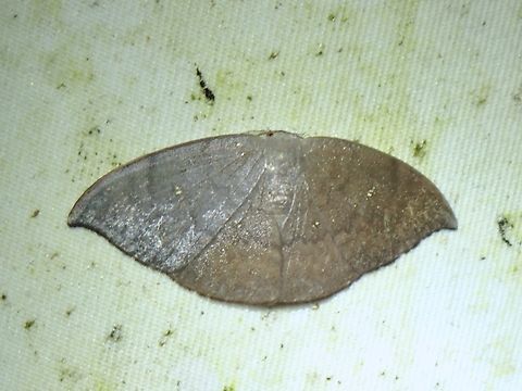 Hooktip Moth - Paralbara perhamata  Hooktip Moth,Malaysia,Moth,Paralbara perhamata,Sabah