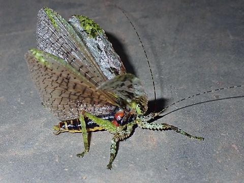 Katydid - Olcinia dentata  Katydid,Malaysia,Olcinia dentata,Sabah
