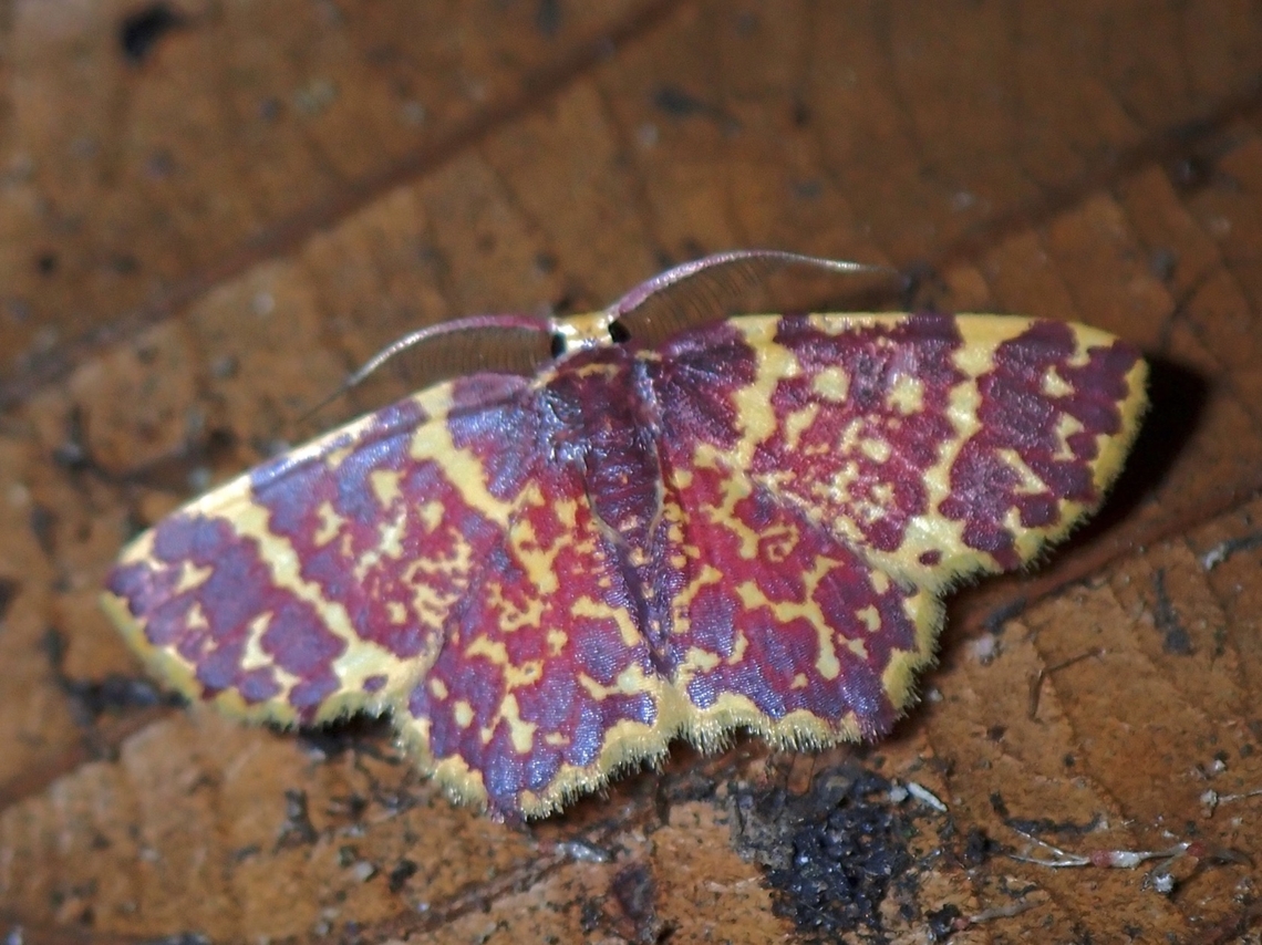 Moth - Chrysocraspeda vinosa A striking moth, and also a rare find. Chrysocraspeda vinosa,Malaysia,Moth,Sabah