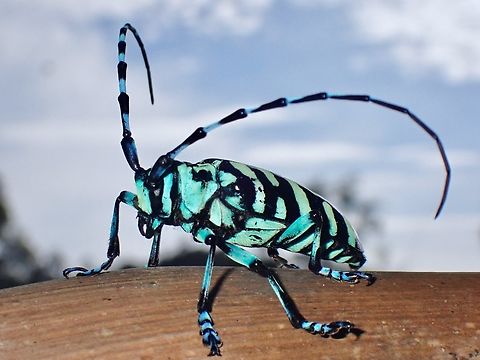 No UV required  Anoplophora medenbachii,Beetle,Longhorn Beetle,Malaysia,Sabah