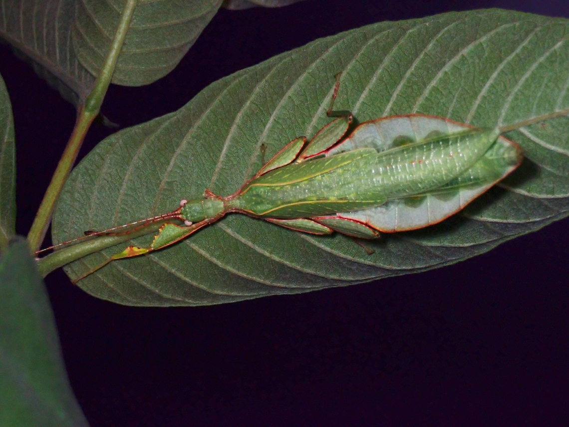 Leaf Insect - Phyllium gantungense x3<br />
<br />
Male Leaf Insect,Palawan,Phasmatodea,Phasmid,Phasmida,Philippines,Phyllium gantungense