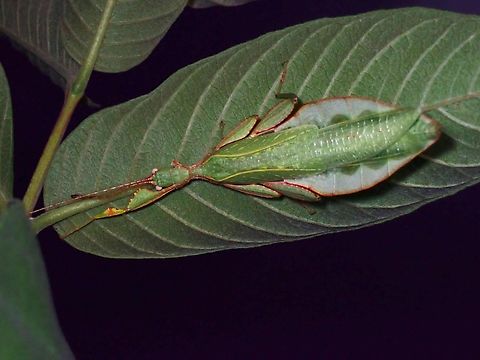 Leaf Insect - Phyllium gantungense x3

Male Leaf Insect,Palawan,Phasmatodea,Phasmid,Phasmida,Philippines,Phyllium gantungense