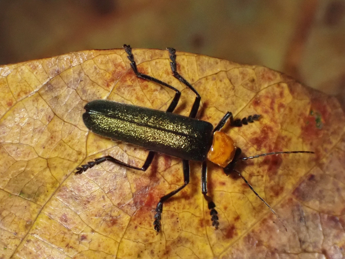 Soldier Beetle - Themus veneris x2<br />
<br />
Themus veneris is a species of Soldier Beetle from Family Cantharidae. Beetle,Malaysia,Sabah,Soldier Beetle,Themus veneris