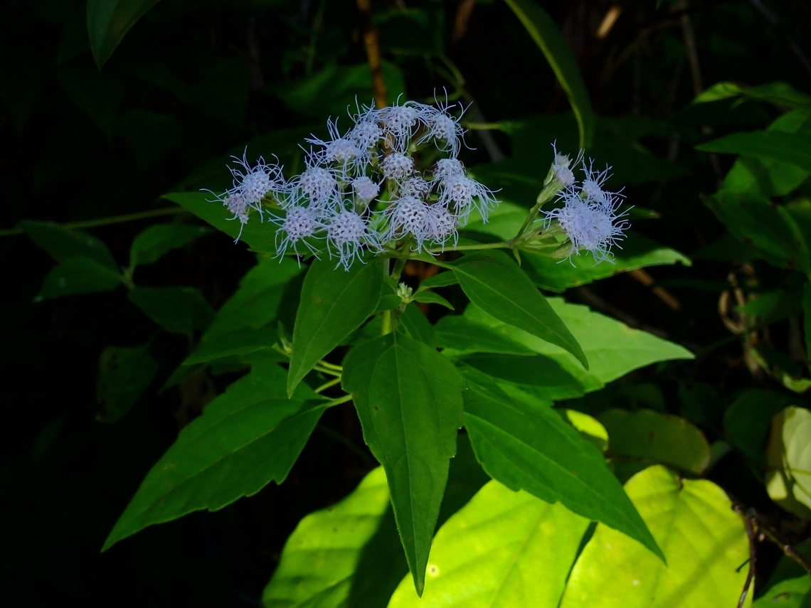 Siam Weed - Chromolaena odorata  Chromolaena odorata,Palawan,Philippines,Siam Weed,Weed