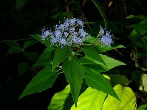 Siam Weed - Chromolaena odorata  Chromolaena odorata,Palawan,Philippines,Siam Weed,Weed