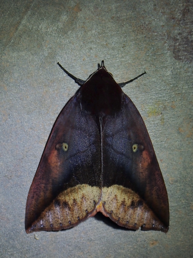 Moth - Thyas javanica x2  Malaysia,Moth,Sabah,Thyas javanica