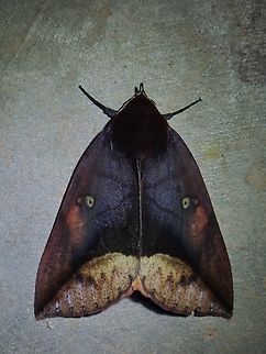 Moth - Thyas javanica x2  Malaysia,Moth,Sabah,Thyas javanica