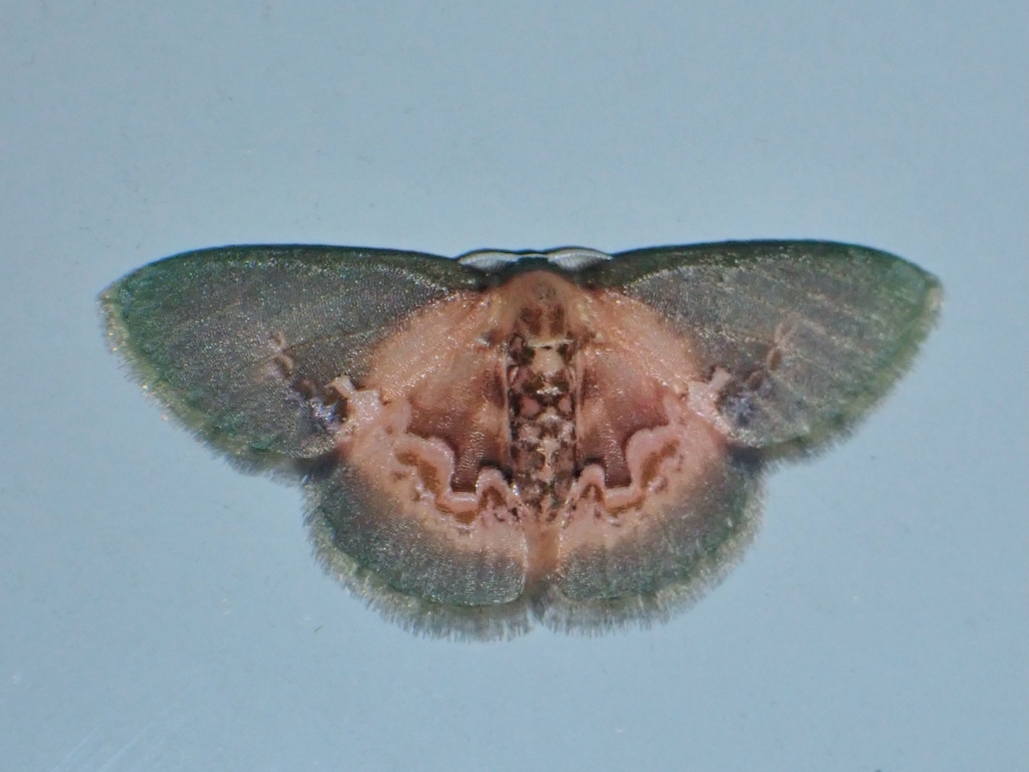 Emerald Moth - Rhanidopsis alleni Rhanidopsis alleni is a species of Emerald Moth from Family Geometridae. Emerald Moth,Malaysia,Moth,Rhanidopsis alleni,Sabah