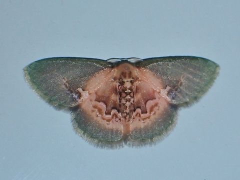 Emerald Moth - Rhanidopsis alleni Rhanidopsis alleni is a species of Emerald Moth from Family Geometridae. Emerald Moth,Malaysia,Moth,Rhanidopsis alleni,Sabah