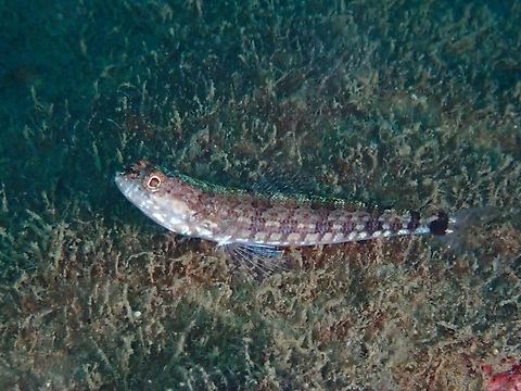 Tailspot Lizardfish - Synodus jaculum Anilao,Batangas,Fish,Lizardfish,Philippines,Synodus jaculum,Tailspot Lizardfish
