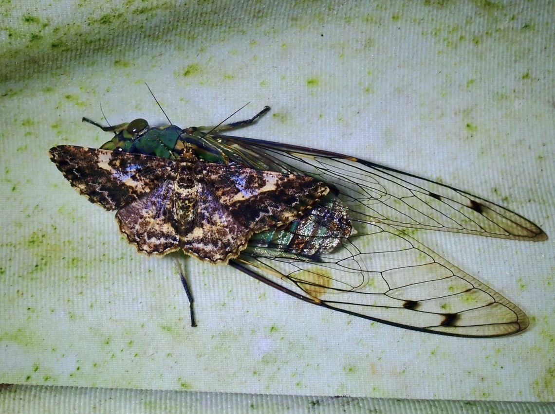 Not a Moth Translucent Cicada - Orientopsaltria padda, from Family Cicadidae. Cicada,Malaysia,Orientopsaltria padda,Sabah,Translucenet Cicada