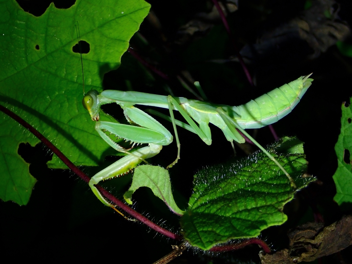 Praying Mantis - Rhombodera palawanensis  Mantis,Palawan,Philippines,Praying Mantis,Rhombodera palawanensis