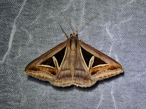 Triangles  Moth,Palawan,Philippines,Triangles,Trigonodes hyppasia