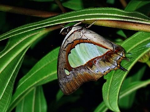 Common Nawab - Polyura athamas  Butterfly,Common Nawab,Palawan,Philippines,Polyura athamas