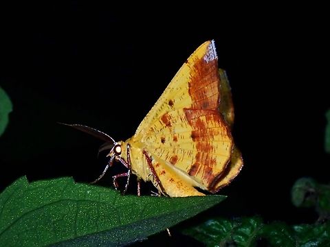 Moth - Hyperythra lutea  Hyperythra lutea,Moth,Palawan Philippines
