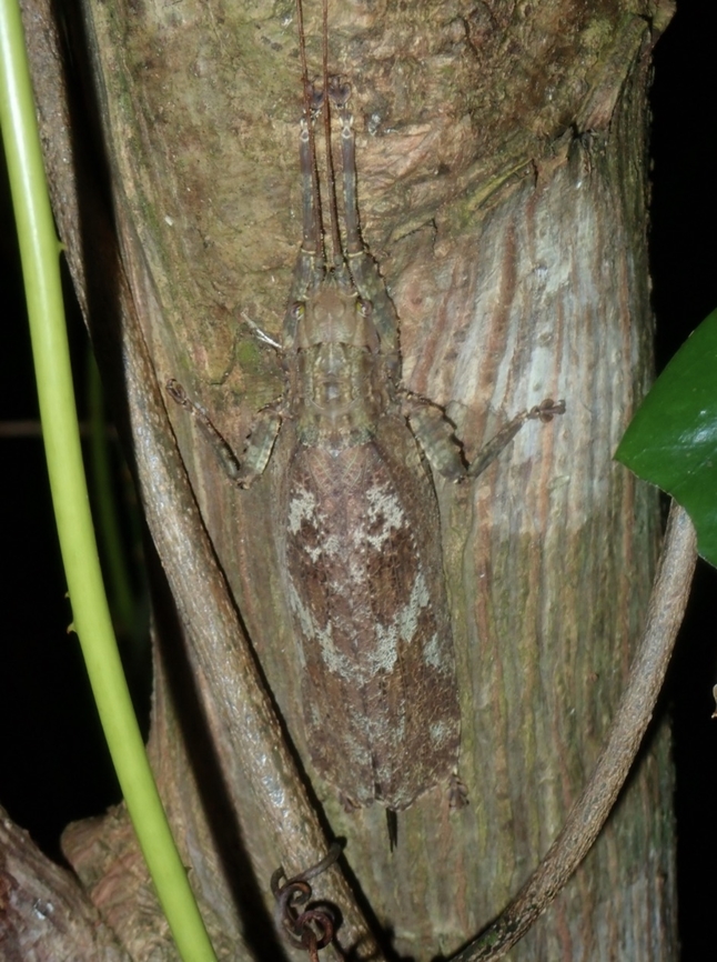 Katydid - Platenia semialata Platenia semialata is a species of Katydid from Family Tettigoniidae. Katydid,Palawan,Philippines,Platenia semialata