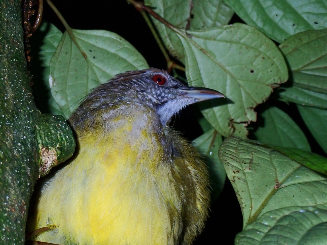 Gray-Throated Bulbul - Alophoixus frater  Alophoixus frater,Bird,Bulbul,Gray-Throated Bulbul,Palawan,Palawan bulbul,Philippines