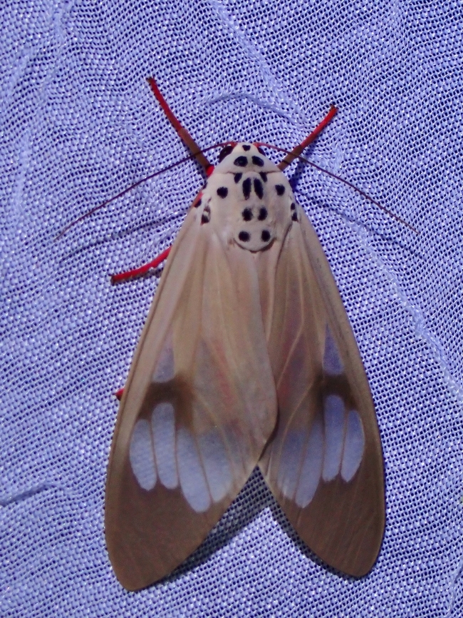 Tiger Moth - Amerila astreus  Amerila astreus,Moth,Palawan,Philippines,Tiger Moth