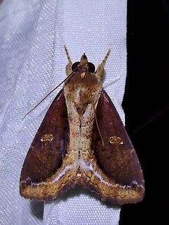 Moth - Ercheia cyllaria  Ercheia cyllaria,Moth,Palawan,Philippines