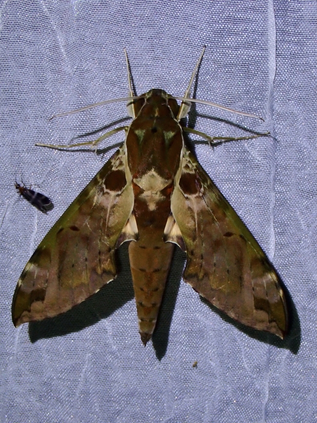 Hawkmoth - Cechenena helops  Cechenena helops,Hawkmoth,Moth,Palawan,Philippines