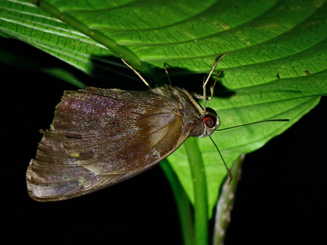 Giant Redeye - Gangara thyrsis  Gangara thyrsis,Giant Redeye,Palawan,Philippines,Skipper