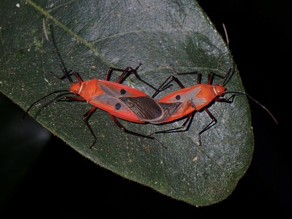 Mating Red Bugs Dysdercus solenis is a species of Red Bugs from Family Pyrrhocoridae. Dysdercus solenis,Nueva Ecija,Philippines,Red Bug