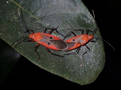 Mating Red Bugs Dysdercus solenis is a species of Red Bugs from Family Pyrrhocoridae. Dysdercus solenis,Nueva Ecija,Philippines,Red Bug
