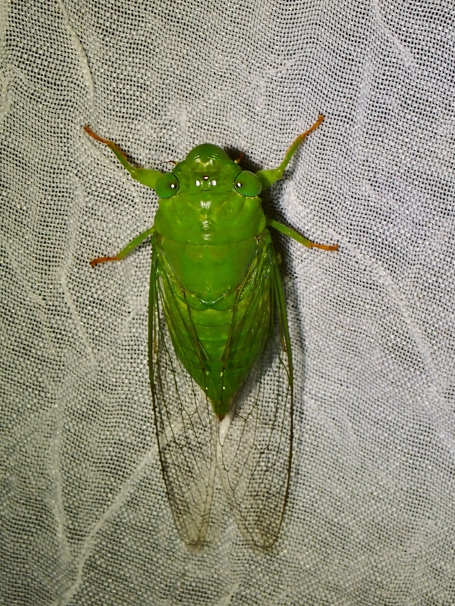 Translucent Cicada - Dundubia vaginata x2 Cicada,Dundubia vaginata,Palawan,Philippines,Translucent Cicada