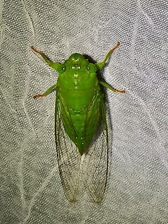 Translucent Cicada - Dundubia vaginata x2 Cicada,Dundubia vaginata,Palawan,Philippines,Translucent Cicada