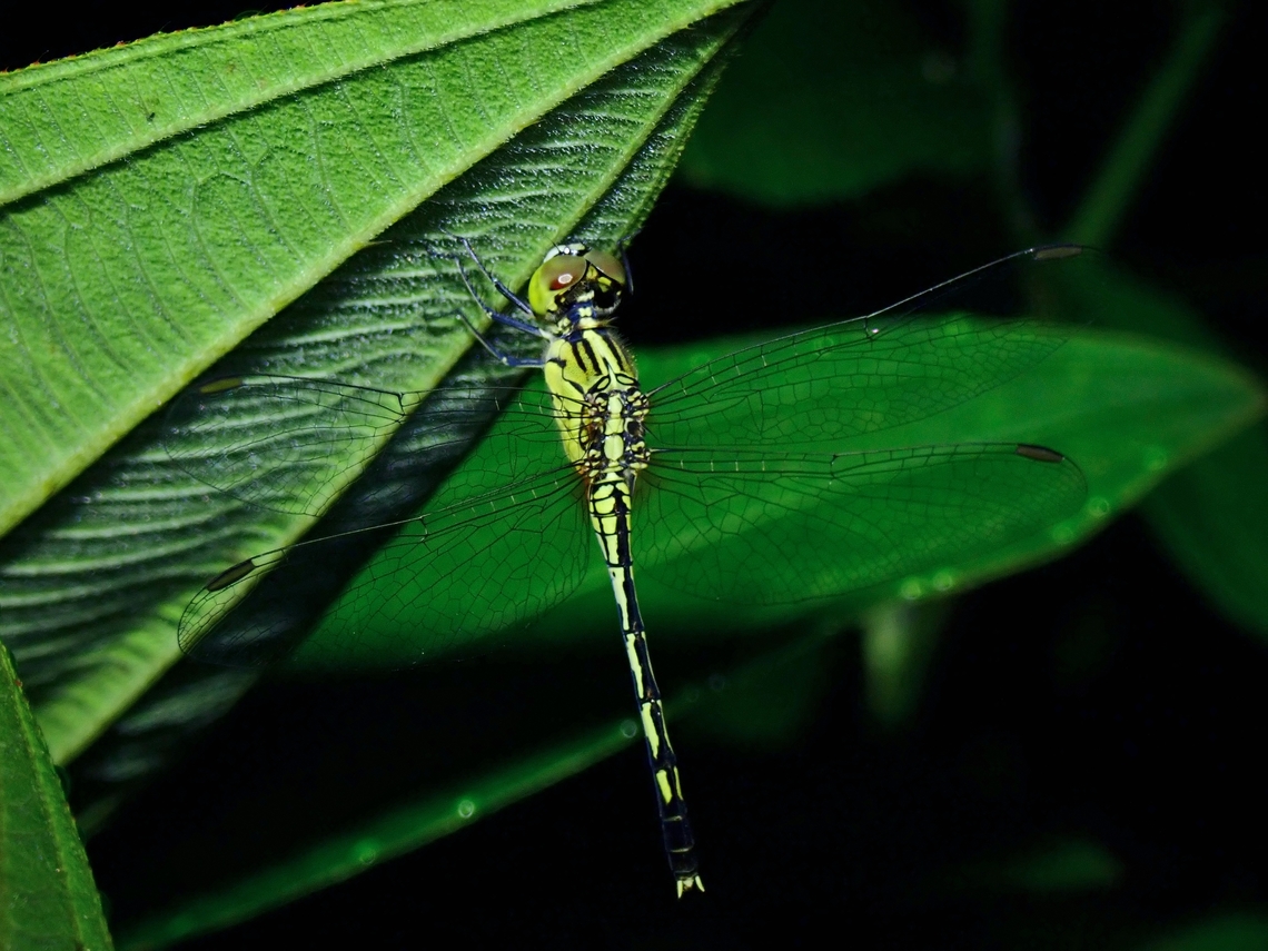 Chalky Percher - Diplacodes trivialis x2  Chalky Percher,Diplacodes trivialis,Dragonfly,Palawan,Philippines